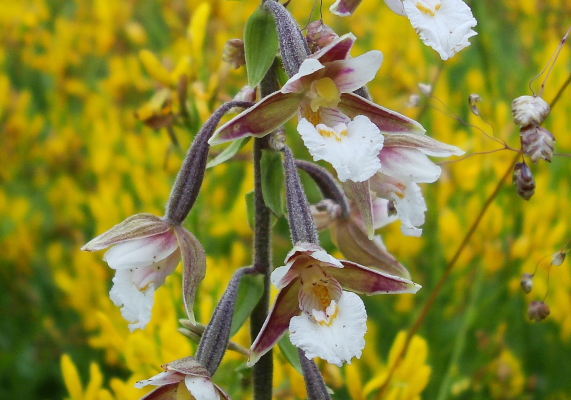 Orchidee di torbiera della pianura friulana